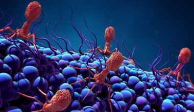 MIT engineers have programmed viruses called bacteriophages to kill different strains of E. coli, by making mutations in a viral protein that binds to host cells.