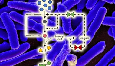 MIT chemical engineers have incorporated two switching points into metabolic pathways of E. coli, which can help boost the microbes’ production of useful compounds.